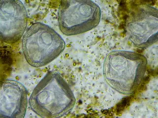 <p>Scientific and Common Name? (Cattle, sheep, and goats)</p>