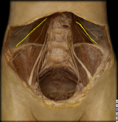 <p>identify the structure</p>