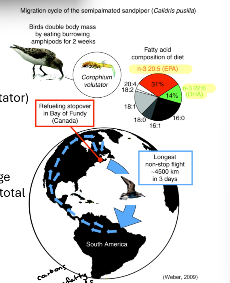 <p>Migrants accumular large lipid reserves by eating seasonally abundant amphipods buried in mudflats </p><p>EOA AND DPA important energy sources and enhance performance, increase endurance exercise capacity </p>