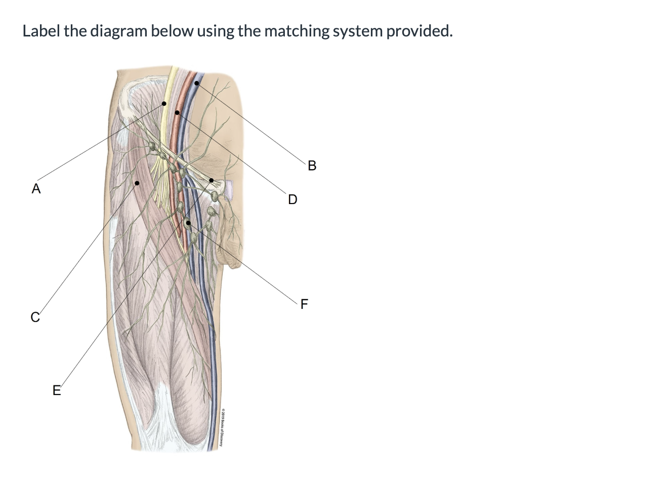 <p><span>Label the diagram below using the matching system provided.</span></p>