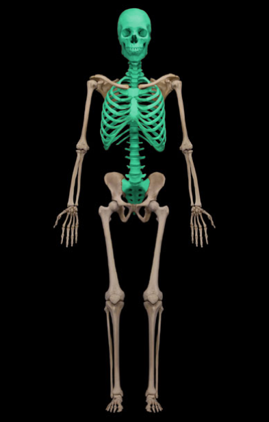 <p>These bones are part of the…</p>