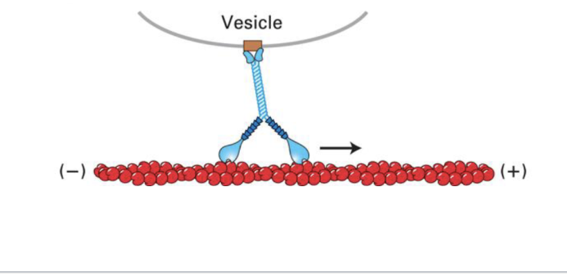<p>Step size is 36 nm, and it uses two motor heads to transport vesicles along actin filaments (cunty motor protein edit) for organelle support </p>