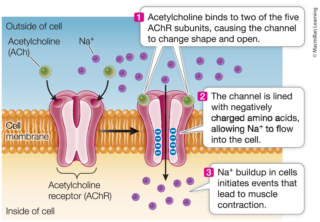 <p>Acetylcholine (ACh)</p>
