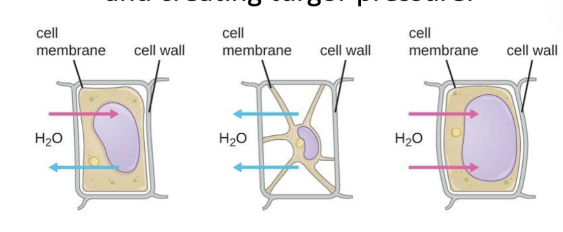 <p>The membrane to expand into the cell walls &amp; creating turgor pressure</p><ul><li><p>increases water pressure &amp; turgor pressure</p></li></ul><ul><li><p>so watered plants are firm due to turgor pressure</p></li></ul><p></p>