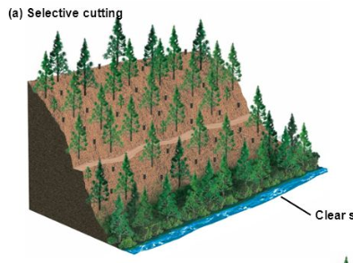 <p>Harvesting method where intermediate or mature trees are removed individually or in small groups</p>