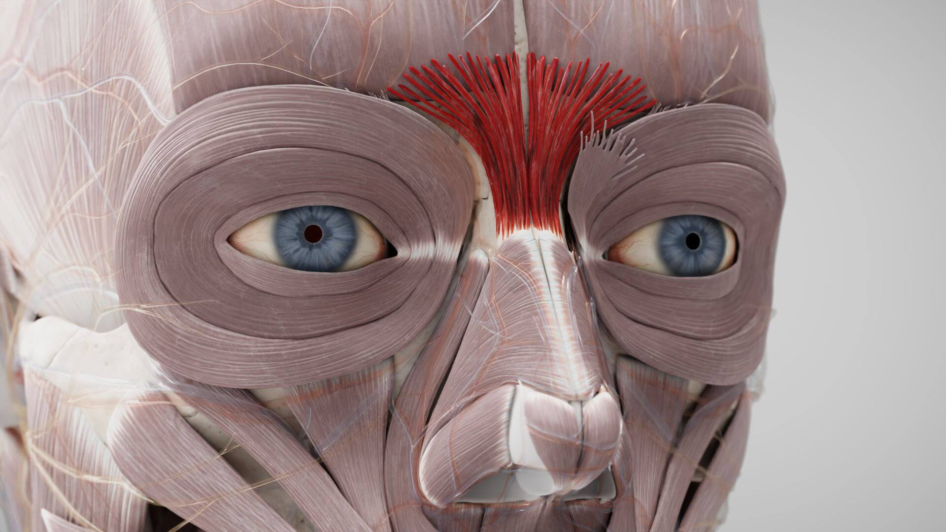 <p>What muscle is this?</p>