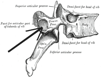 <p>What Sturcture within T1-12</p>