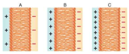 <p>What is membrane potential?</p>