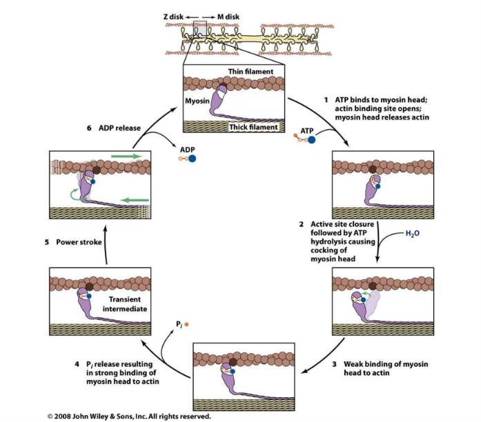 <p>Myosin cross-bridge cycle step 6</p>