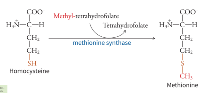 <p>leads to methionine, and requires cysteine and uses one carbon metabolism - converts homocysteine to methionine using methionine synthase </p>