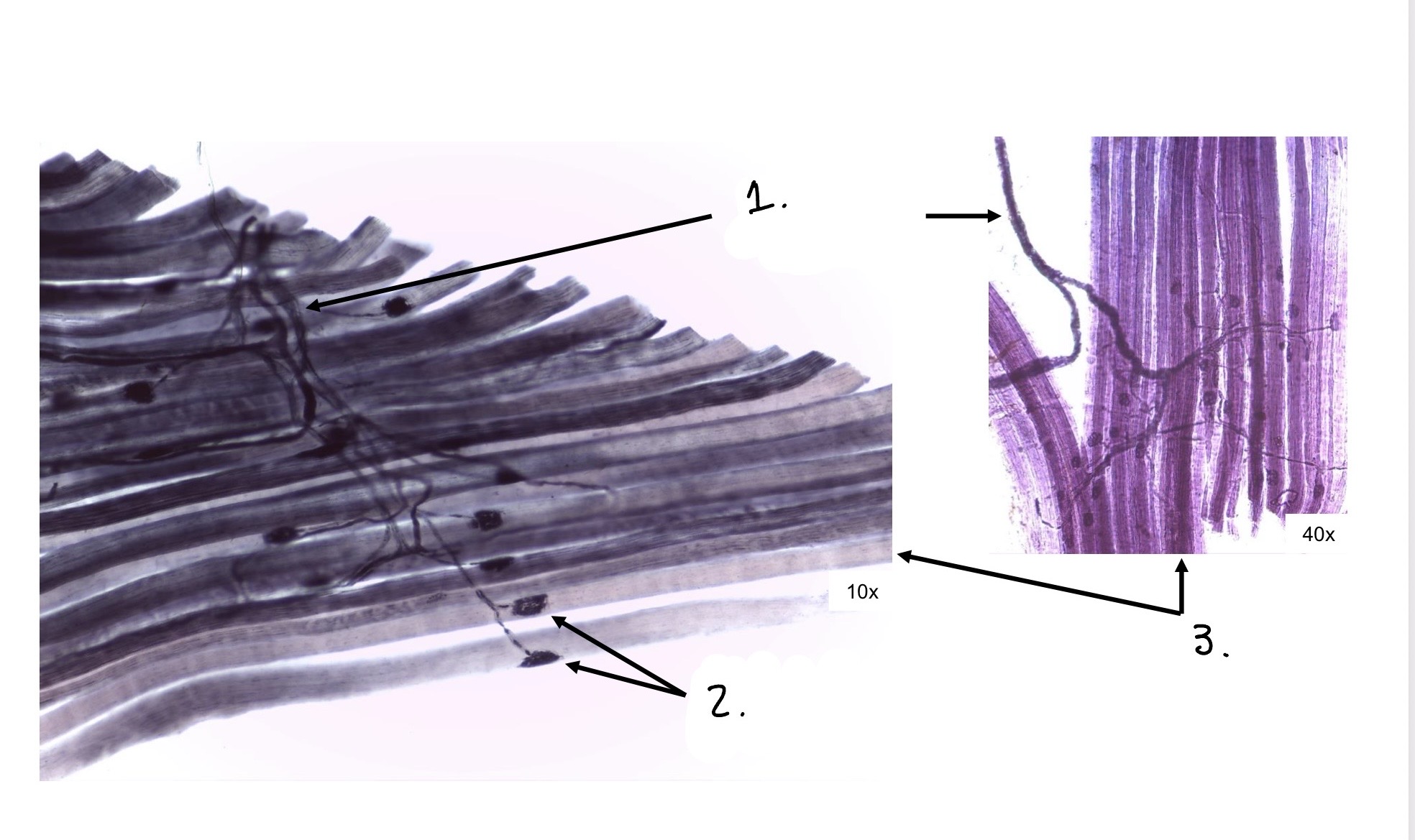 term image