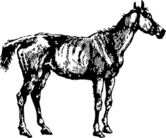 <p>to keep complaining to somebody about their behaviour or keep asking them to do something; a horse</p>