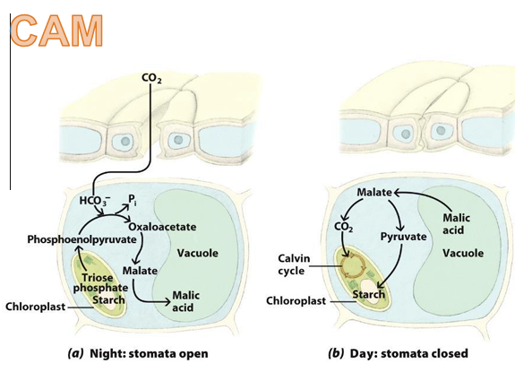 <p>Why do CAM plants open stomata only at night? [IMAGE SLIDE 67]</p>