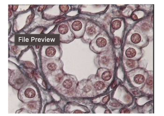 <p>What are these cells?</p>