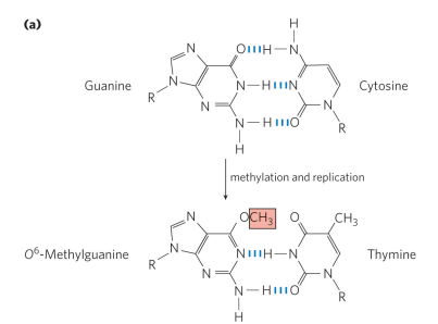 <p>Guanine gets modified into O6-methylguanine in the presence of alkylating agents, adding a methyl group. This is a common and highly mutagenic lesion and causes for pairing with thymine rather than cytosine. This pairing occurs bc the carbonyl group on guanine is now blocked by a methyl group so there is no longer the repulsion that would normally occur between guanine and thymine. </p>