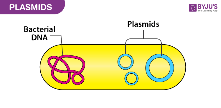 <p>A small circular loop of extra DNA in a bacterial cell.</p>