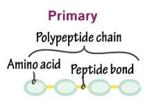 <p><span style="background-color: transparent;">the sequence of amino acids</span></p>