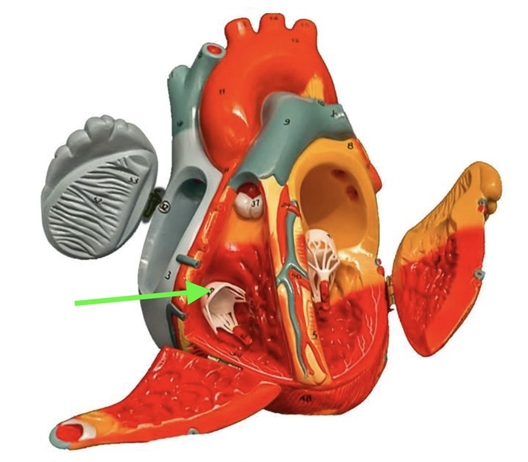<p><strong>Identify the indicated valve.&nbsp;</strong></p>