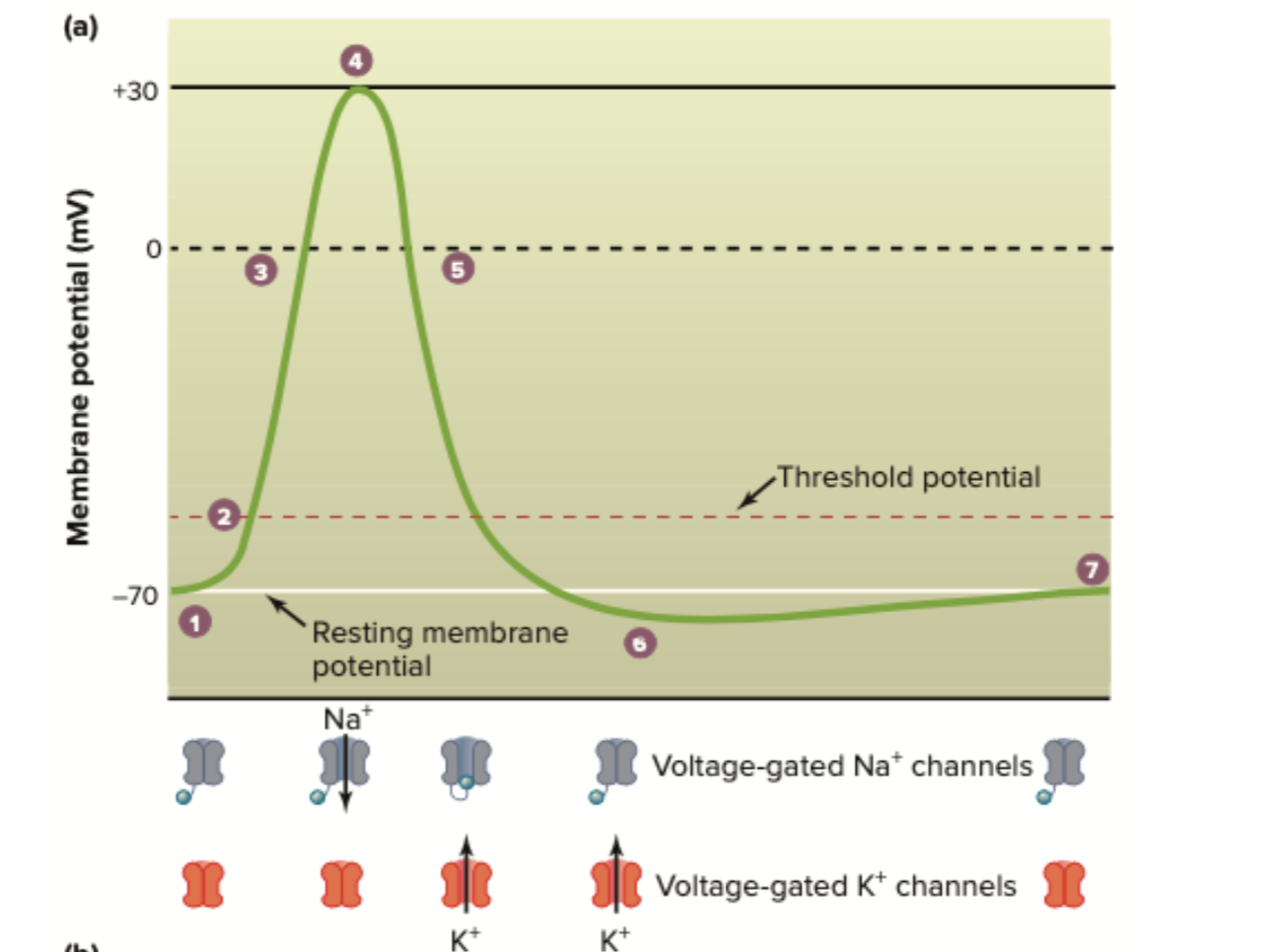 <p><strong><u>STAGE 1</u></strong></p><ul><li><p>resting membrane potential</p></li><li><p>depolarizing stimulus</p></li><li><p>ligand gated sodium channel is responsible for depolarizing the membrane enough to (open Na+ channels) —→ </p></li><li><p><span style="color: yellow;">voltage gated Na+ channels</span> are <span style="color: green;"><u>open</u></span></p></li></ul><p><strong><u>STAGE 2</u></strong></p><ul><li><p>membrane reaches the threshold potential</p></li><li><p><span style="color: yellow;">voltage gated Na+ channels</span> rapidly <span style="color: green;"><u>open</u></span> in large numbers</p></li><li><p>further local depolarization</p></li></ul><p><strong><u>STAGE 3</u></strong></p><ul><li><p><span style="color: yellow;">voltage gated Na+ channel</span> are <span style="color: green;"><u>open</u></span></p></li><li><p>further depolarization of the membrane</p></li></ul><p><strong><u>STAGE 4</u></strong></p><ul><li><p>membrane potential becomes positive</p></li><li><p><span style="color: yellow;">voltage gated Na+ channels</span> <span style="color: rgb(248, 179, 78);"><u>inactivate</u></span></p></li><li><p><span style="color: rgb(251, 99, 235);">voltage gated K+ channels</span> <span style="color: green;"><u>open</u></span></p></li></ul><p><strong><u>STAGE 5</u></strong></p><ul><li><p><span style="color: rgb(255, 255, 255);">repolarizes membrane</span></p></li><li><p><span style="color: yellow;">voltage gated Na+ channels</span> <span style="color: rgb(255, 190, 44);"><u>inactivate</u></span></p></li><li><p><span style="color: rgb(251, 99, 235);">voltage gated K+ channels</span> <span style="color: green;"><u>open</u></span></p></li></ul><p><strong><u>STAGE 6</u></strong></p><ul><li><p>hyperpolarizes membrane</p></li><li><p><span style="color: rgb(246, 110, 232);">voltage gated K+ channels</span> remain <span style="color: green;"><u>open</u></span></p></li><li><p><span style="color: yellow;">voltage gated Na+ channels</span> <span style="color: red;"><u>close</u></span></p></li></ul><p><strong><u>STAGE 7</u></strong></p><ul><li><p><span style="color: rgb(255, 104, 255);">voltage gated K+ channels</span> <span style="color: red;"><u>close</u></span></p></li><li><p>the return of the membrane to resting potential</p></li><li><p>afterhyperpolarization</p></li></ul><p></p>