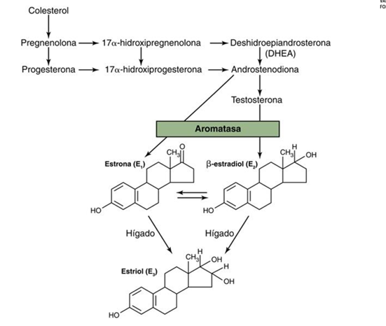 <p>Colesterol → andrógenos (testosterona, androstenediona) →estrógeno (estradiol, que es el principal, estrola y estriol) por acción de la aromatasa</p><p>Este proceso ocurre principalmente en ovarios, testículos, placenta y tejidos periféricos como tejido adiposo</p><p></p>