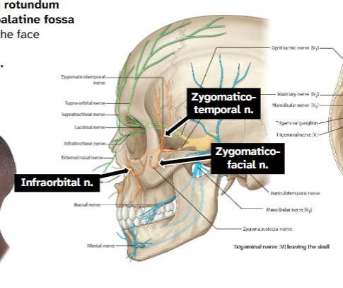 <p>Exits cranial cavity via foramen rotundum</p><p>→ Moves through the pterygopalatine fossa</p><p>→ Terminal branches of V2 on the face</p><p>→Zygomatic-facial n.</p><p>→Zygomatico-temporal n.</p><p>→Infraorbital n.</p>