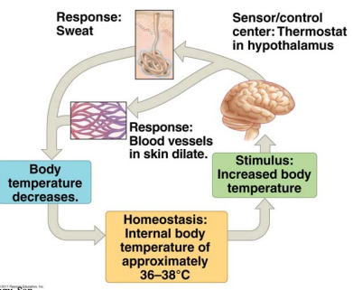 <ul><li><p>Sensors in the brain detect increase in body</p><p>temperature</p></li><li><p>Message is sent to sweat glands to secrete</p><p>sweat (evaporative cooling).</p></li><li><p>Another message is sent to blood vessels</p><p>in skin; the skin blood vessels dilate,</p><p>increasing blood flow to skin (promoting</p><p>heat loss).</p></li><li><p>Cooler body temperature turns off</p><p>mechanism.</p></li><li><p>Example of a negative feedback loop</p></li></ul><p></p>