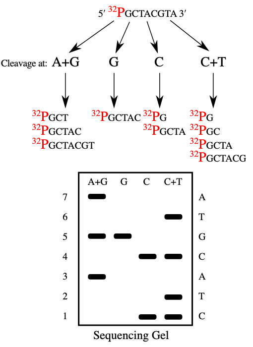 <ul><li><p>Would cleave DNA after modifying it and then run a gel. So didnt need DNA polymerase or primers</p></li></ul><p></p><ul><li><p>Hazardous chemicals</p></li><li><p>Complex and labour intensive</p></li><li><p>difficult to scale up</p></li></ul><p></p>
