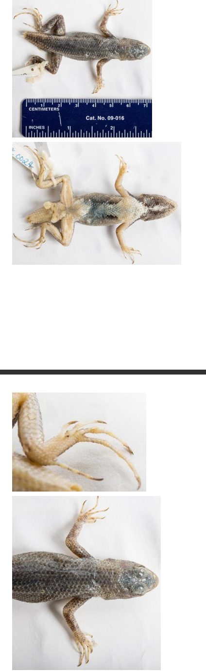 <p>Family: Phrynosomatidae (Scales projecting over the ear opening, scales forming a fringe on side of toes)</p><p>Family name: Spiny lizards</p>