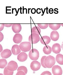 <p>Erythrocytes </p>