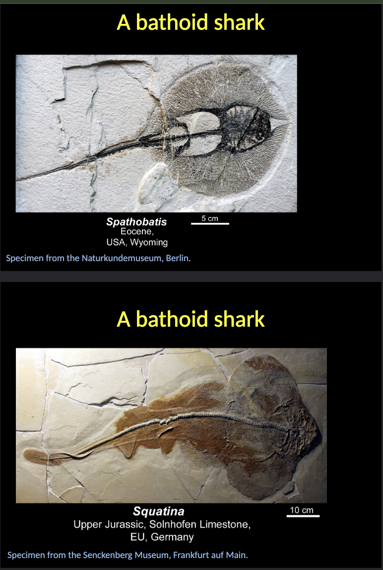 <p>Spathibatis and Squatina are bathoid sharks </p>