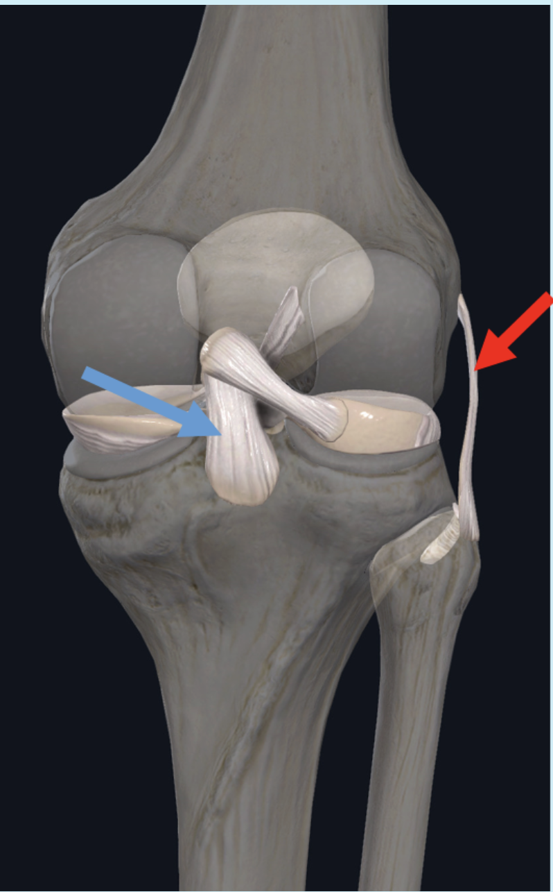 <p><span>Identify the connective tissue structure at the tip of the red arrow</span></p>