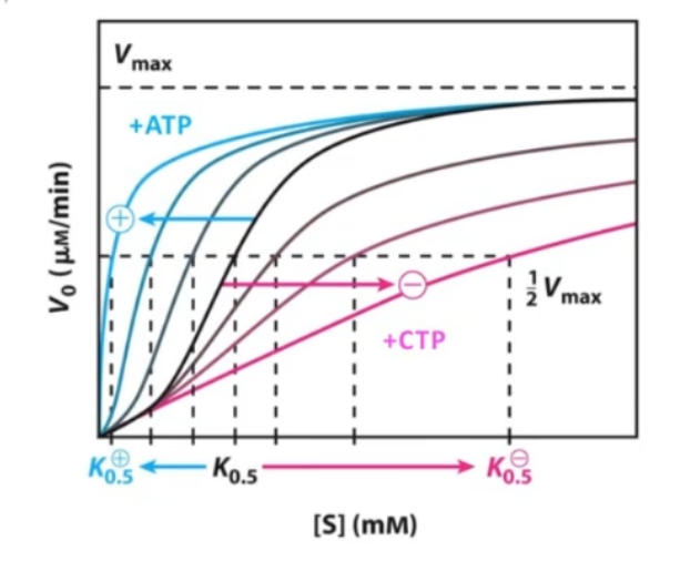 <ul><li><p>important regulatory enzyme in the pathway of pyrimidine biosynthesis (make nitrogenous bases/nucleotides)</p></li><li><p>formation: carbamoyl Phosphate + aspartate</p></li><li><p>has 12 polypeptides assembled into 6 catalytic units plus 6 regulatory subunits</p></li><li><p>CTP binds to it in inactive T state → releases in active R state</p></li><li><p>Homotropcic Regulation: increases in aspartate and carbamoyl-P cause gradual T→ R state change</p></li><li><p>Heterotrophic regulation: moving enzyme in two different directions depending on the needs of the cell</p><ul><li><p>Postive Heterotrpic modulation: ATP stimulates it → lots of excess energy → anabolic processes (replicate DNA, make more nucleotides)</p></li><li><p>Negative Modulation: CTP binding to allosteric sites</p></li></ul></li></ul><p></p>