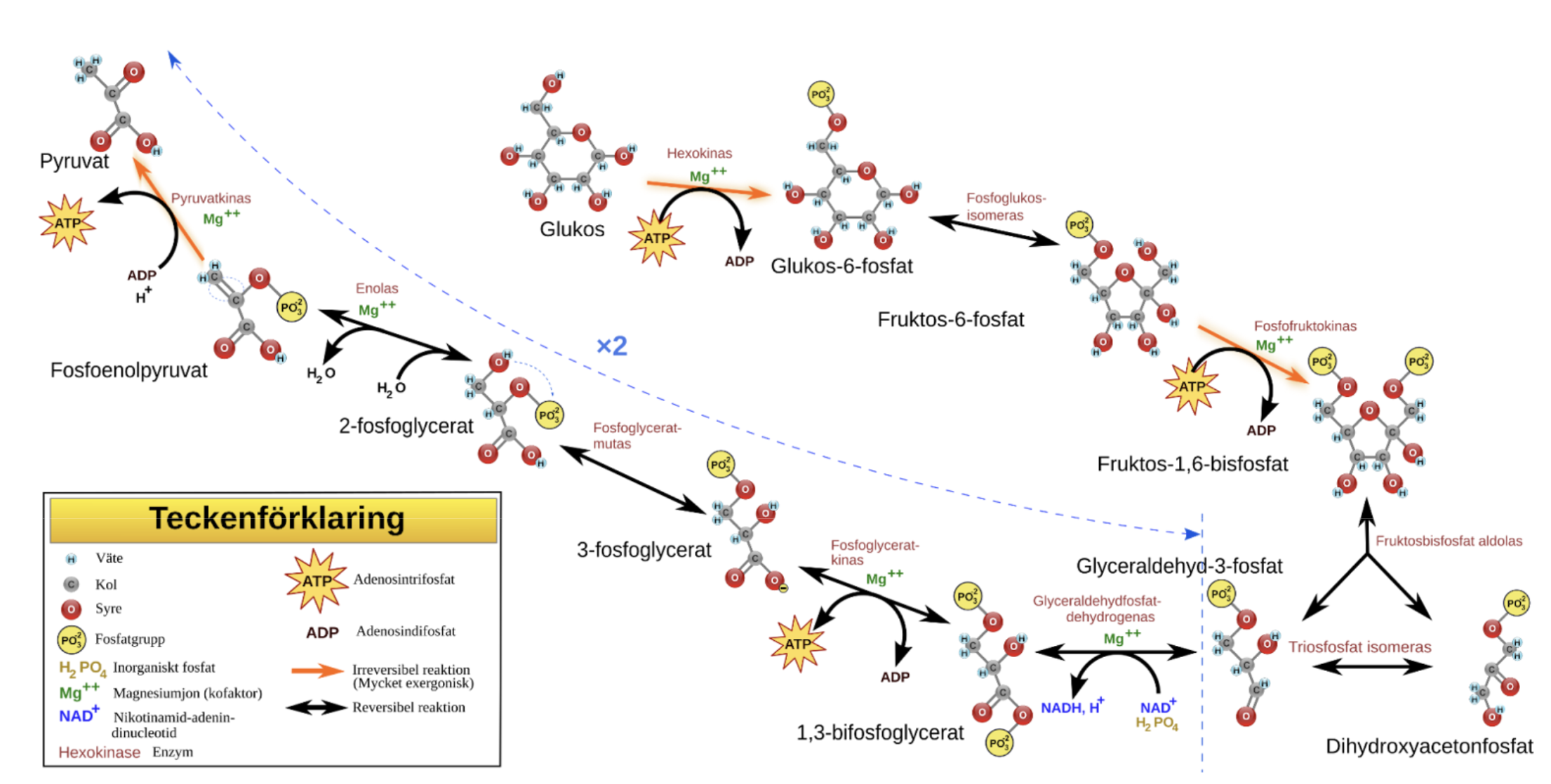 <p>Allmänt om glykolysen (1)</p>