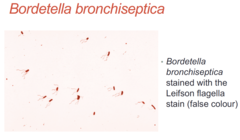 <p>flagella</p>