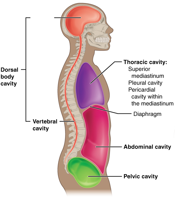 <p>What is the missing body cavity?</p>