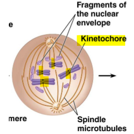 <ul><li><p>2nd stage of mitosis</p></li><li><p>nuclear envelope fragments</p></li><li><p>mitotic spindles reach the chromosomes</p></li><li><p>microtubules attach to KINETOCHORES</p></li><li><p>some microtubules attach to microtubules from the opposite pole</p></li></ul><p></p>