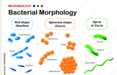 <p>Three shapes:</p><p>Coccus/Cocci: spherical</p><p>Bacillus= Rod shapes </p><p>Spirillum= spiral or curved</p>
