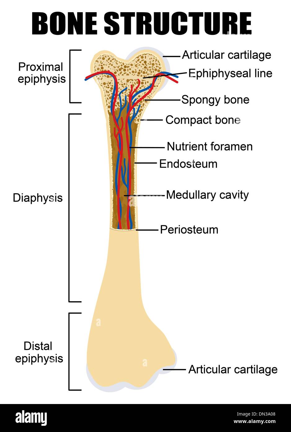 <ul><li><p>Diaphysis</p></li><li><p>Epiphysis</p></li><li><p>periosteum</p></li><li><p>Endosteum</p></li><li><p>Osteons</p></li></ul><p></p>