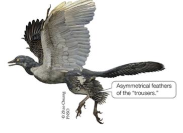 <p></p><ul><li><p>first described from one fossilized feather in 1861 Germany</p></li><li><p>Archaeopteryx represents a mix of non-avian reptile traits and bird traits</p></li><li><p>Bird traits= feathers, skeletal structures for flight, backwards pointing first toe. </p></li><li><p>Reptile traits = many small teeth, unfused bones, claws on forelimbs, and long bony tail</p></li></ul><p></p>