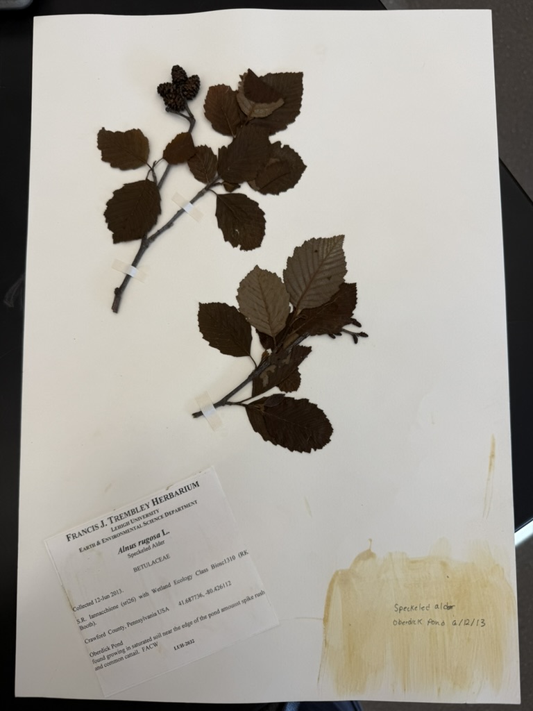<p>Swamp rose</p>