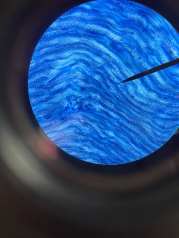 <p>structure name</p>