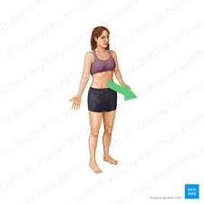 <p>Pertaining to the front surface or towards the front of the body; also referred to as ventral.</p>