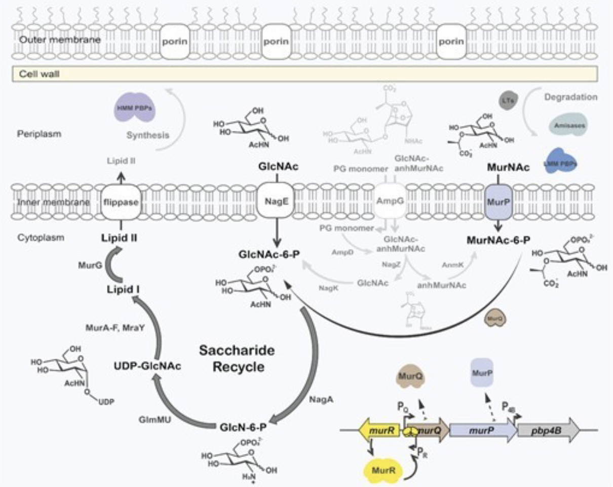 <p><span>• Bacteria have machinery to regenerate, repair, and even recycle peptidoglycan<br>• Remember that NAG and NAM are rich in carbon and nitrogen<br>• These are important commodities in nutrient limiting conditions</span></p><p><span>bacteria can suffer damages and the cell needs to repair peptidoglycan</span></p><p><span><strong>MurP and MurQ facilitate cell wall recycling in bacteria<br>MurP –MurNAc phosphotransferase<br>MurQ- MurNAc-6-P etherase</strong></span></p><p></p><p>can repair under these conditions by taking the old building blocks and recycling them via using a series of enzymes MurP (MurNAc phosphotransefare that is found in the cytoplasm) and MurQ</p><p>cover this in a later lecture</p><p>bacteria can recycle peptidoglycan and use these enzymes to do it</p>