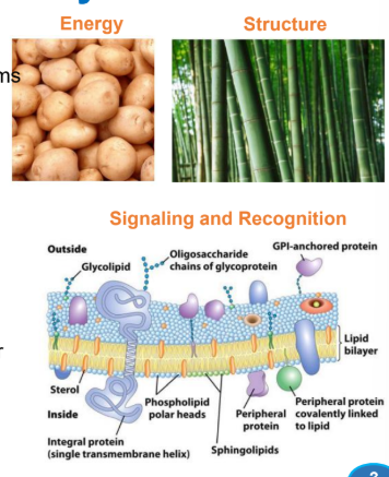 <p><strong><u>Carbohydrates </u></strong></p><ul><li><p>Polymers are both ____ and _________ in some organisms </p></li></ul><p></p>