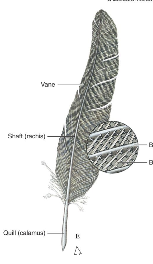 <p>soft surfaces of the feather on either side of the rachis</p>