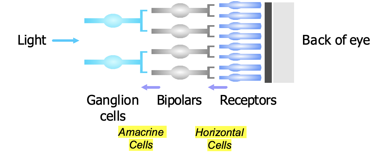 <ul><li><p>Receptors</p></li><li><p>Bipolar cells</p></li><li><p>Ganglion cells</p></li></ul><p></p><ul><li><p>Up to 45 photoreceptors may converge on a single bipolar cell. Bipolars in turn converge on ganglion cells, so in each eye the signal from 126 million receptors is condensed into 1 million ganglion cells. </p></li><li><p><strong>Convergence</strong> is greatest in the peripheral retina and least in the fovea, where some receptors project 1:1 to bipolars.</p></li></ul><p></p>