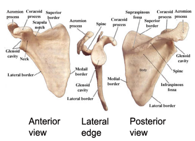 <p>Coracoid process</p><p>Acromion</p><p>Glenoid</p>