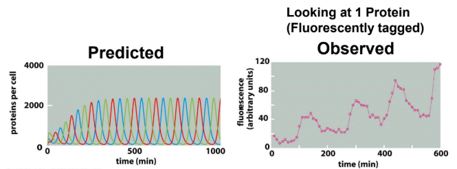 <ul><li><p>increasing amplitude due to bacterial growth</p></li></ul><p></p>