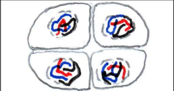 <ul><li><p>L’ADN des 4 lots de chromatides décondense </p></li><li><p>membrane nucléaire se reconstitue autour</p></li><li><p>formation d’une membrane plasmique —> 4 cellules haploïdes séparées </p></li></ul><p></p>
