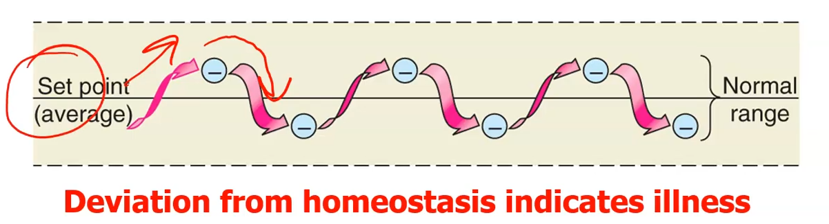 <p>Action of the effector returns condition to set-point (stabilizing).</p><ul><li><p>Most homeostatic regulation mechanisms involve negative feedback.</p></li></ul><p></p>